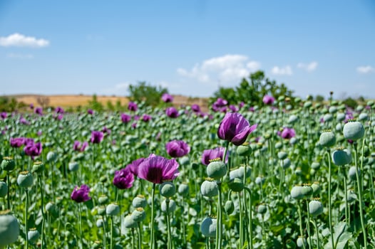 Purple poppy flowers in a field, Papaver somniferum. Poppy, agricultural crop. photo