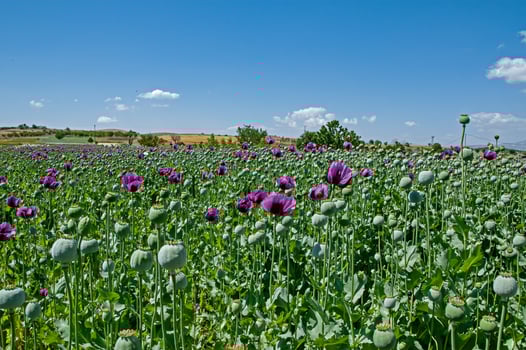 Purple poppy flowers in a field, Papaver somniferum. Poppy, agricultural crop. photo