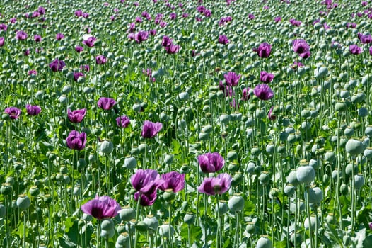 Purple poppy flowers in a field, Papaver somniferum. Poppy, agricultural crop. photo