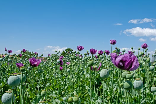 Purple poppy flowers in a field, Papaver somniferum. Poppy, agricultural crop. Blue cloudy sky background. photo