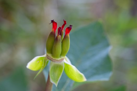 A plant native to Turkey, seeds of the peony flower, scientific name Paeonia turcica. photo