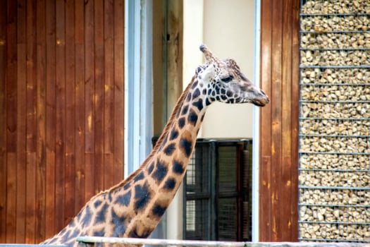 portrait of a giraffe head with big years and a funny look photo