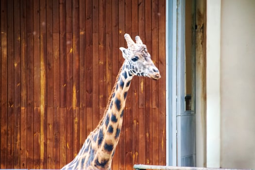 portrait of a giraffe head with big years and a funny look photo