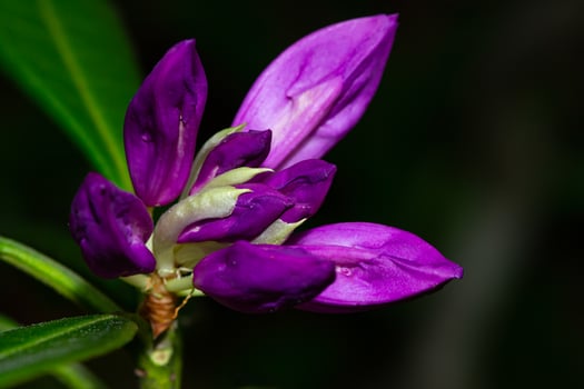 Close-up of a beautiful common Rhododendron, Rhododendron ponticum flower with dew droplets on petals photo