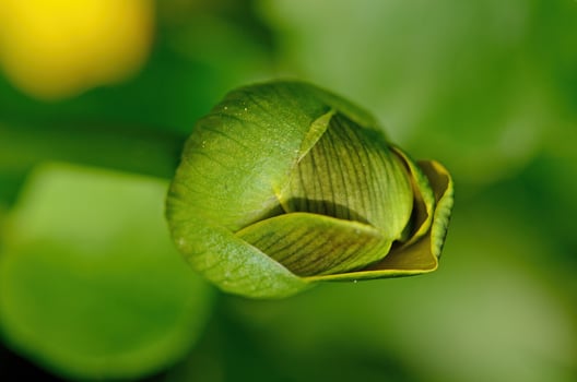 Small celandine, Ranunculus ficaria in bud. Blooms in spring. Plant with yellow flowers. photo