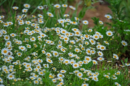 White-coloured meadow daisies in nature. photo