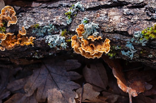 Yellow, orange mushroom on a log. photo