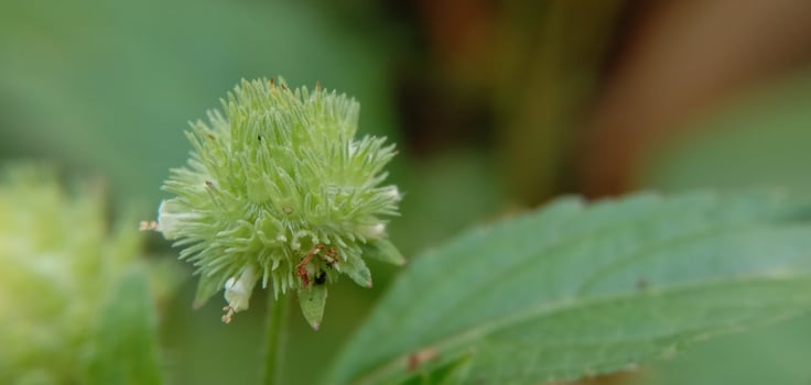 Close up of Hyptis capitata weed photo