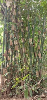 bamboo grove in the yard photo