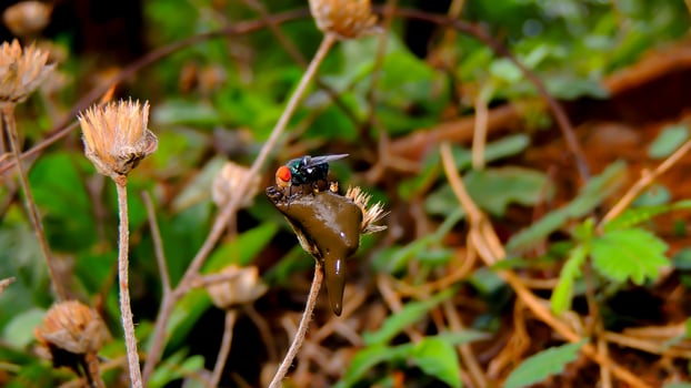 A small insect on a flower photo