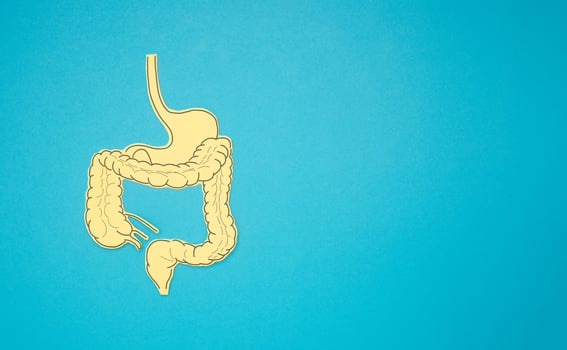 Top view of a yellow paper intestine over a blue background photo