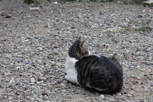 black and white striped cat photo