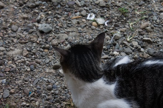 black and white striped cat photo