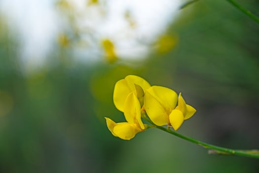 Yellow gorse flowers, close-up. photo