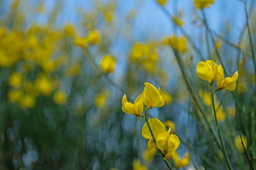 Yellow gorse flowers, close-up. photo