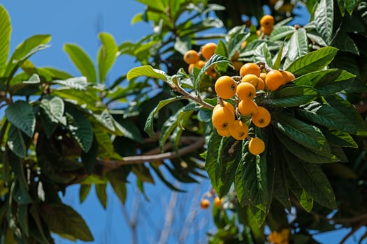 Delicious ripe medlar fruits on a tree branch. photo
