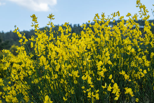 Yellow gorse flowers against blue sky, close-up. photo