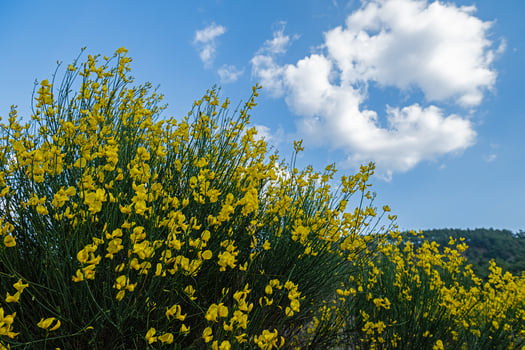 Yellow gorse bush flowers against blue sky. photo