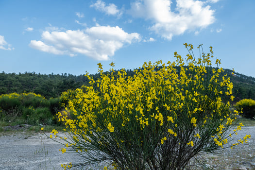 Yellow gorse bush flowers against blue sky. photo