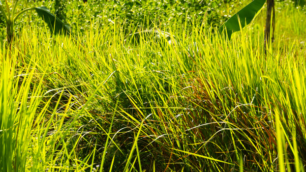 photography of Green alang alang plants in the sun are suitable for natural backgrounds photo