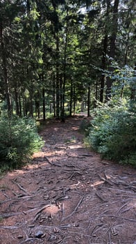 Hiking trail in the mountains of Poland goes through a pine forest. Eastern Sudetes Mountains photo