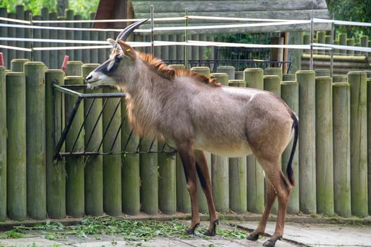 African antelope on a sunny day in the zoo enclosure photo