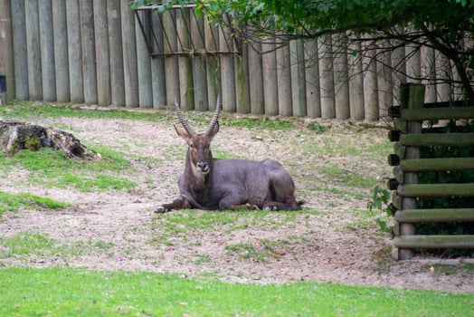 African antelope on a sunny day in the zoo enclosure photo