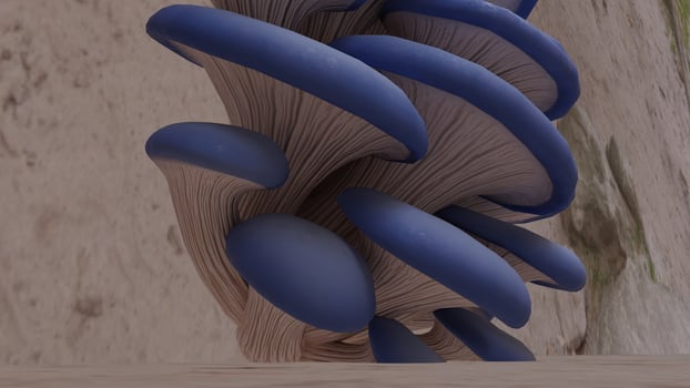 Mushrooms growing in the forest photo