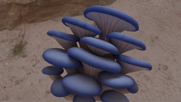 Mushrooms growing in the forest photo