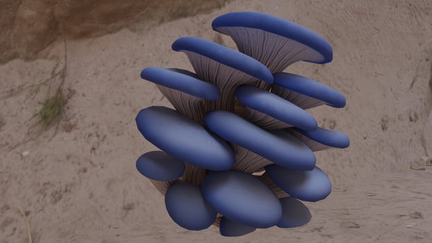 Mushrooms growing in the forest photo