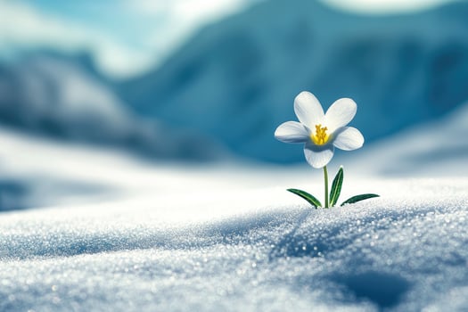 Delicate White Flower Emerging From Winter Snow photo