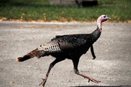 turkey crossing the road in america photo