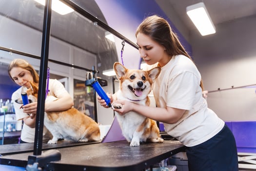 Female professional groomer trimming haircut dog at pet spa grooming salon photo