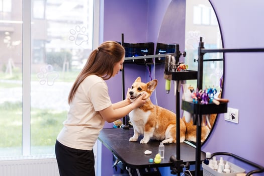 Animal groomer cleaning the ears of small dog corgi at violet grooming salon photo