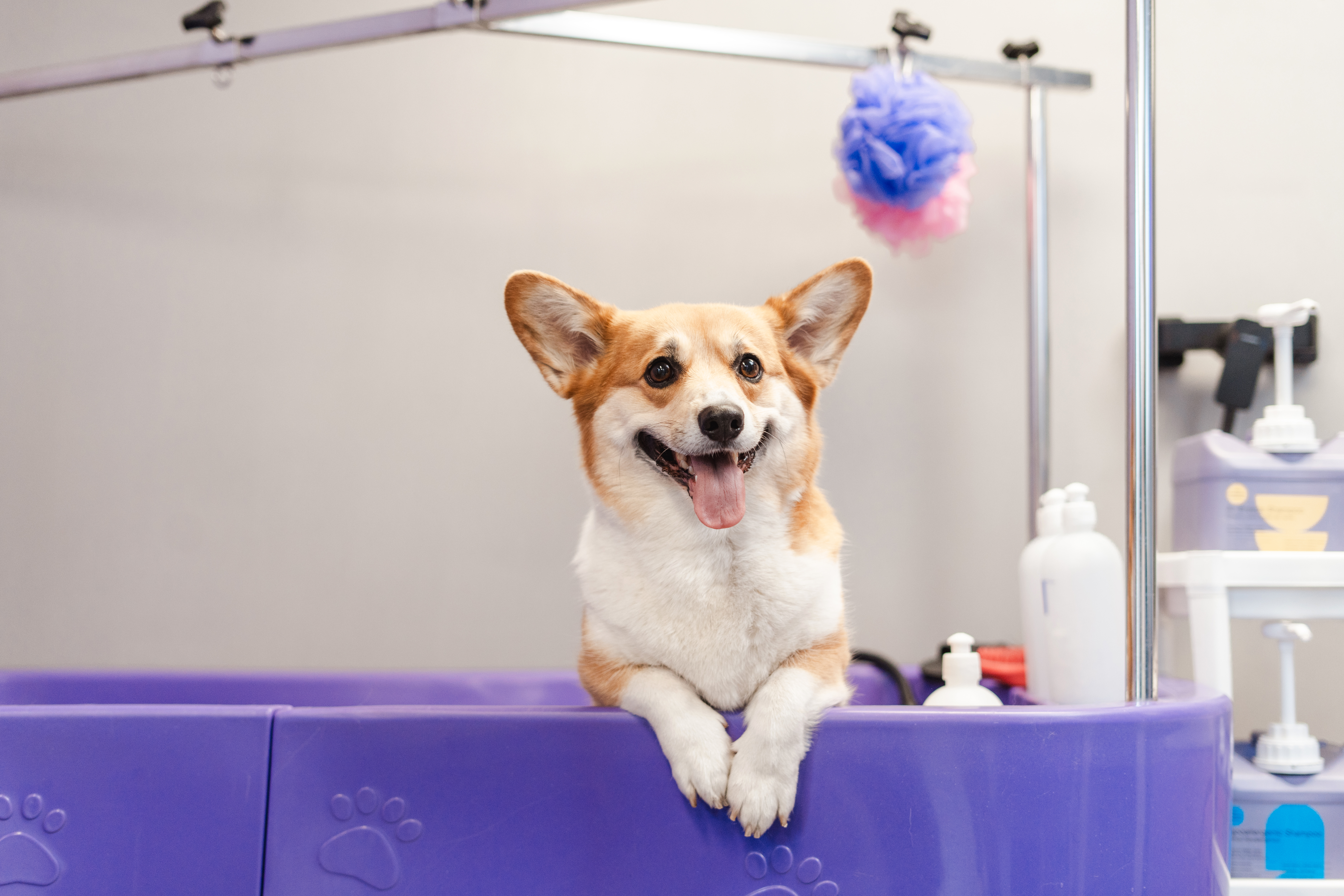 Corgi puppy sitting at the violet bath at grooming salon interior photo