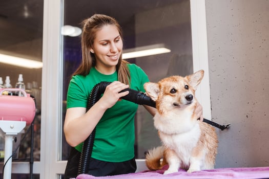 Corgi dog on the table for grooming in the beauty salon for dogs photo