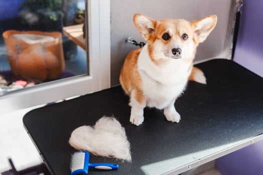 Lovely corgi dog sitting at the table and looking at the camera near heart shape from his fur photo