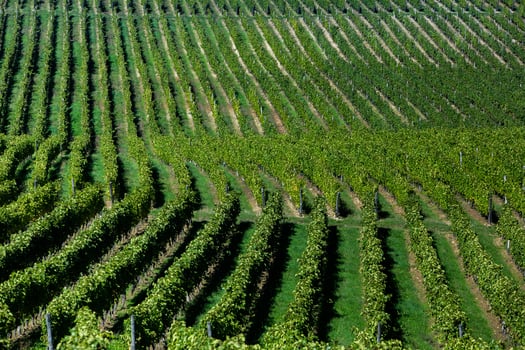 Very beautiful vineyard with terraces in the Republic of Moldova.Vineyard landscape with green rows of grapevines and rolling hills. photo