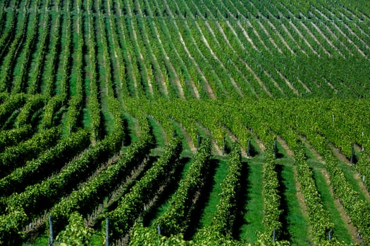 Very beautiful vineyard with terraces in the Republic of Moldova.Vineyard landscape with green rows of grapevines and rolling hills. photo