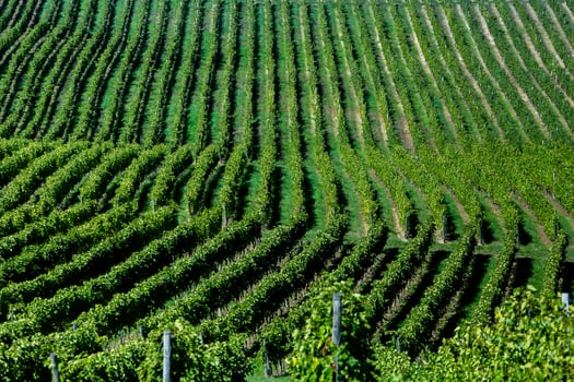 Very beautiful vineyard with terraces in the Republic of Moldova.Vineyard landscape with green rows of grapevines and rolling hills. photo