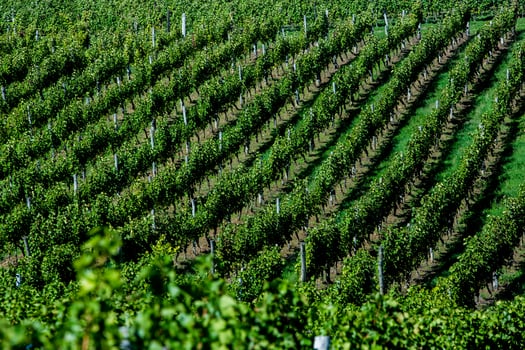 Very beautiful vineyard with terraces in the Republic of Moldova.Vineyard landscape with green rows of grapevines and rolling hills. photo