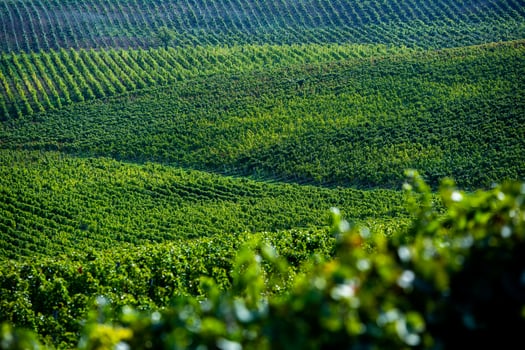 Very beautiful vineyard with terraces in the Republic of Moldova.Vineyard landscape with green rows of grapevines and rolling hills. photo