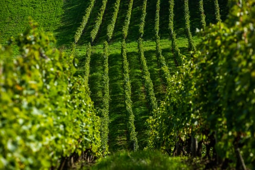 Very beautiful vineyard with terraces in the Republic of Moldova.Vineyard landscape with green rows of grapevines and rolling hills. photo
