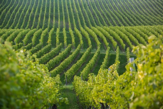 Very beautiful vineyard with terraces in the Republic of Moldova.Vineyard landscape with green rows of grapevines and rolling hills. photo