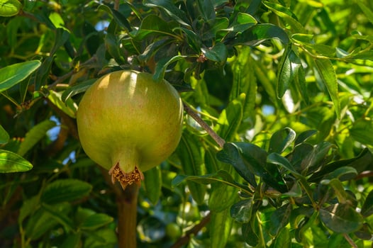 Green pomegranate dade hanging from branch in sunny orchard photo