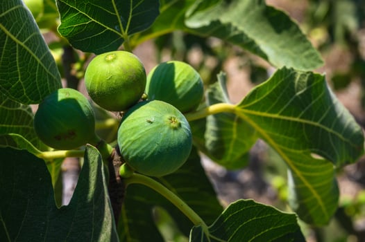 The tree with the green figs photo