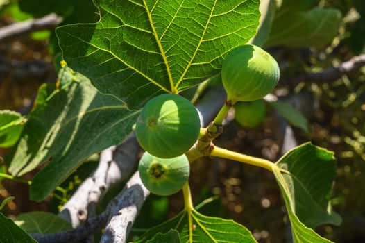 Figs hanging from a tree photo