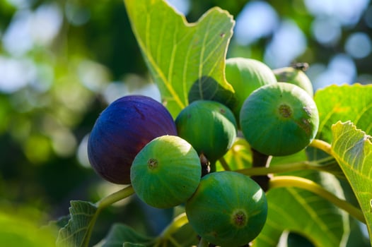 Close-up of ripe purple figs hanging on a tree branch with green leaves in the background, taken in natural daylight. photo