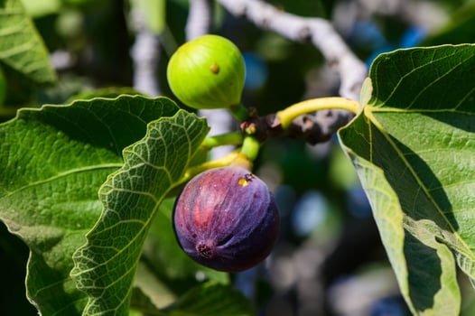 Close-up of ripe figs hanging on a tree branch in a sunny orchard, showcasing vibrant colors and natural freshness. photo