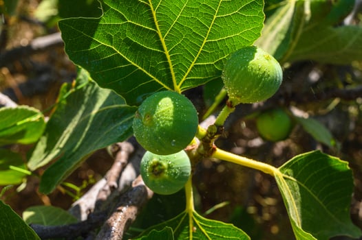 Close-up of a fig on tree photo